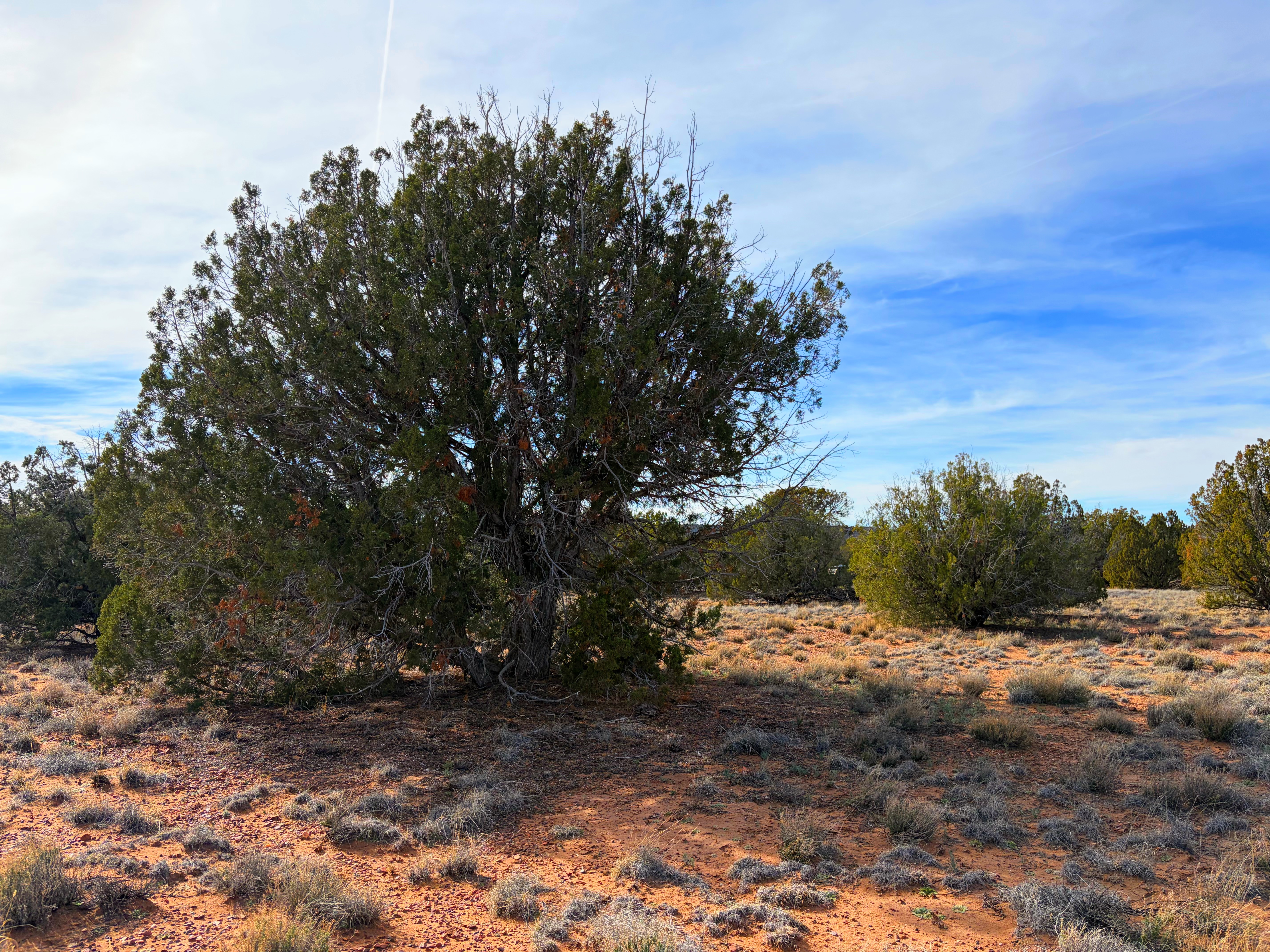 Snowflake AZ — 1.2 acres with financing available, Snowflake AZ — photo 17