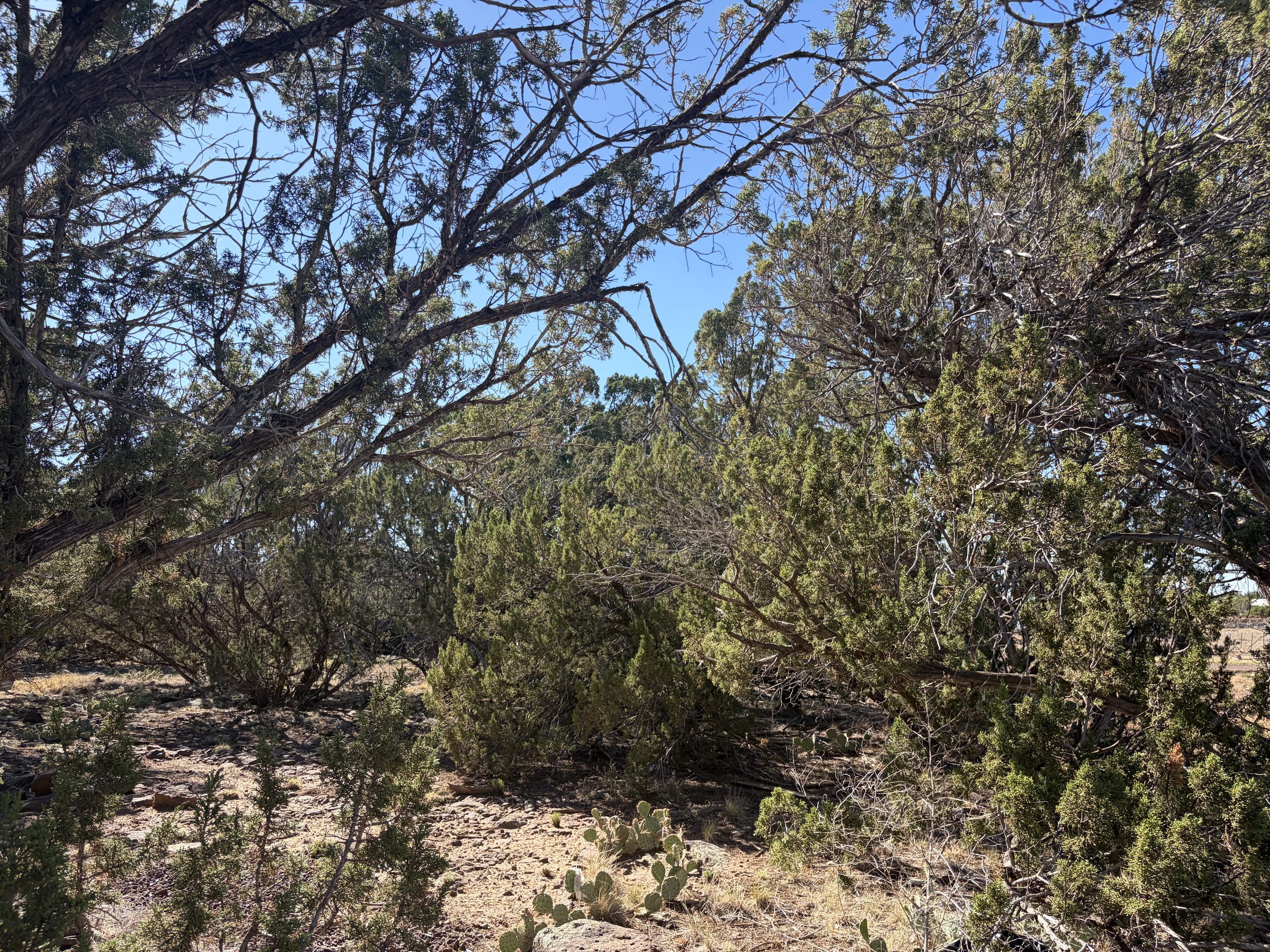 1.2 Acres in Show Low | White Mountains Getaway, Show Low AZ — photo 27