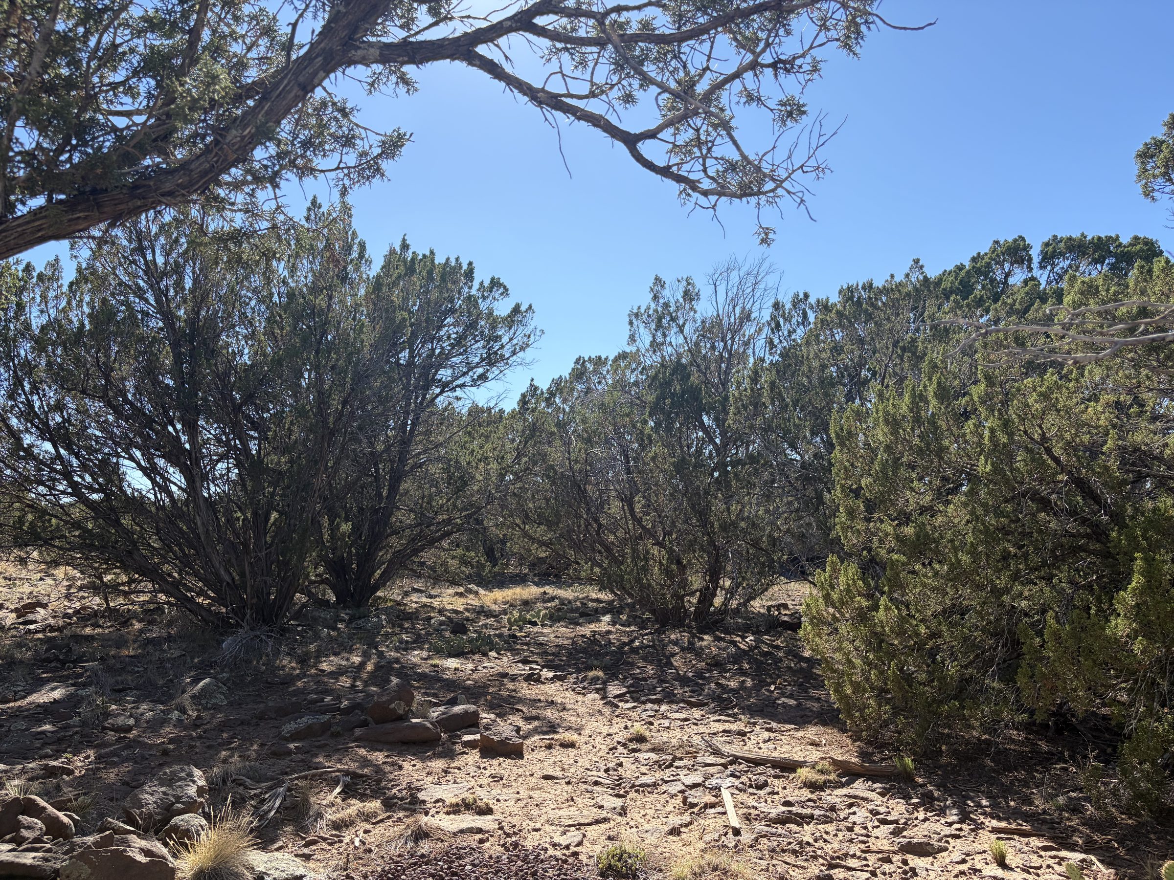 1.2 Acres in Show Low | White Mountains Getaway, Show Low AZ — photo 28