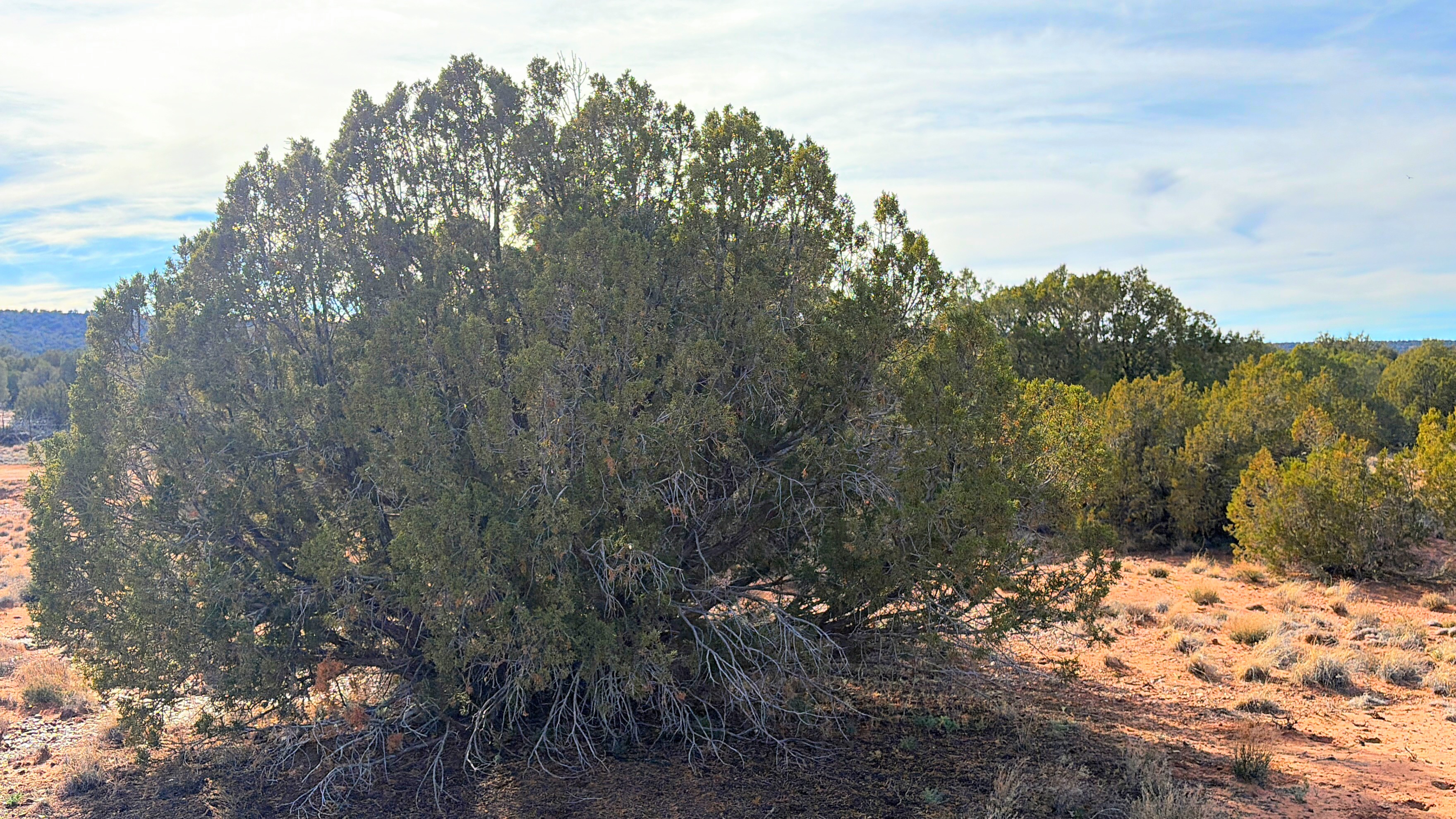 Snowflake AZ — 1.2 acres with financing available, Snowflake AZ — photo 9