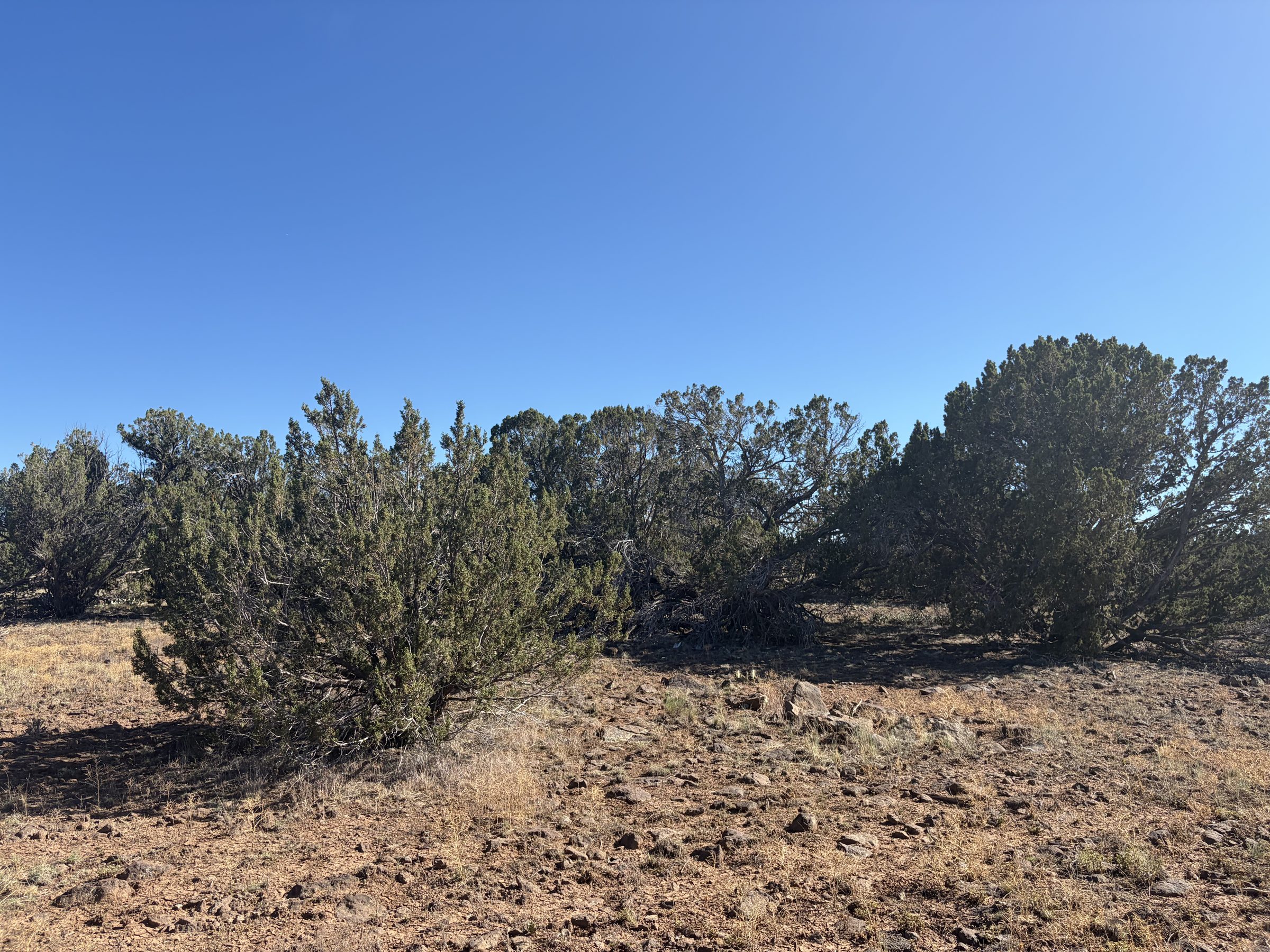1.2 Acres in Show Low | White Mountains Getaway, Show Low AZ — photo 31